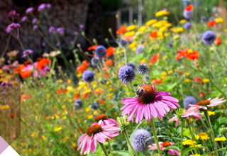 Neubau-Eigentumswohnungen in Aichwald-Schanbach